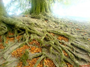 Tree of Avebury